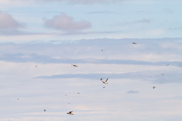 Birds in Farne Islands, UK