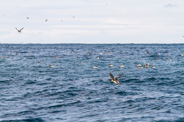 Fototapeta na wymiar Birds in Farne Islands, UK