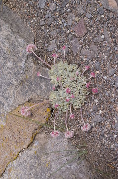 Mountain Buckwheat