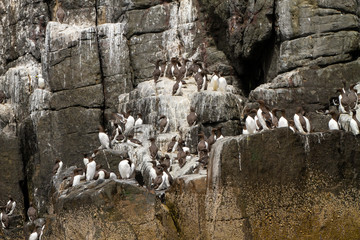 Naklejka premium Birds in Farne Islands, UK