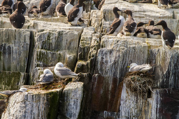 Birds in Farne Islands, UK