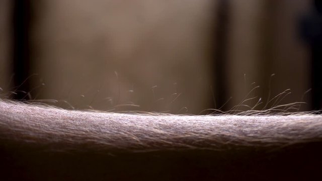 Arms hairs standing up after some emotional moment