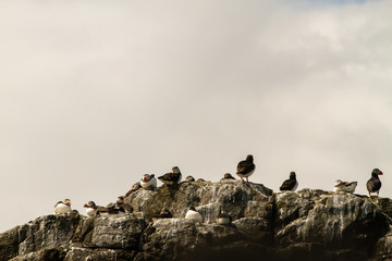 Colonies of puffins on rocks, by the shore