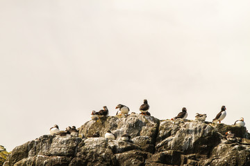 Colonies of puffins on rocks, by the shore