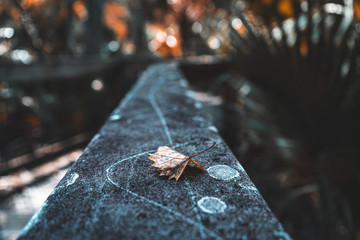 orange flower at bridge 