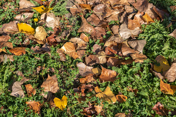 Autumn background with different colour leaves
