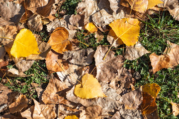 Autumn background with different colour leaves