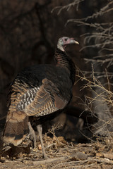 Autumn turkey pauses at forest edge