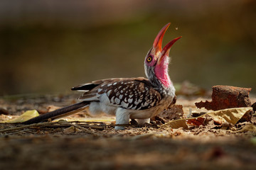 Southern Red-billed Hornbill - Tockus erythrorhynchus rufirostris  family Bucerotidae, which is...