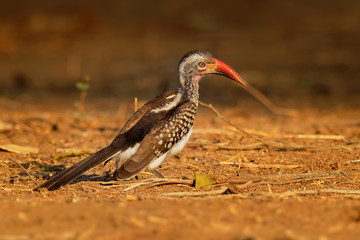 Southern Red-billed Hornbill - Tockus erythrorhynchus rufirostris  family Bucerotidae, which is native to the savannas and dryer bushlands of southern Africa
