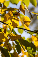 Autumn background with different colour leaves