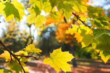 Autumn leaves on a park background.