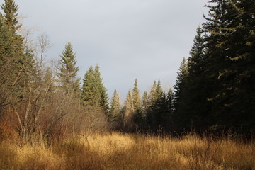 Autumn On The Wetlands, Whitemud Park, Edmonton, Alberta