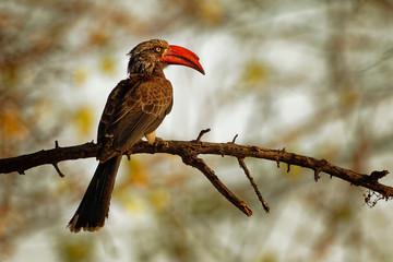 Crowned Hornbill - Tockus Lophoceros alboterminatus  bird with white belly and black back and wings, tips of the long tail feathers are white, beak is red.