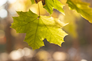 Autumn background with different colour leaves
