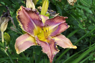 Fototapeta premium Lilies bloom in the garden