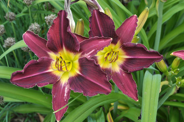 Lilies bloom in the garden