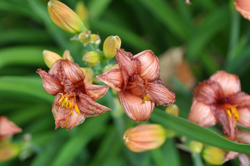 Fototapeta na wymiar Lilies bloom in the garden