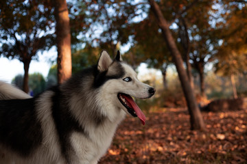 Happy Siberian Husky, portrait of a dog