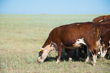 Cows grazing on pasture