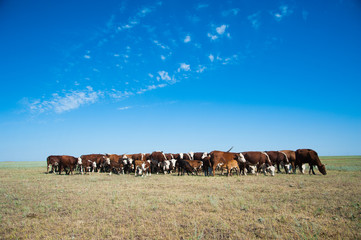 Cows grazing on pasture