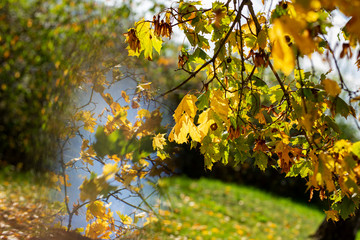 Yellow maple leaves in the autumn forest