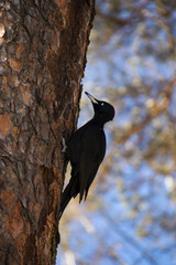 A large black woodpecker zhelna female sitting on a pine trunk in a forest background green-blue bokeh