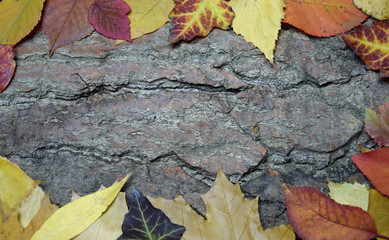 Fototapeta na wymiar autumn leaves on the bark frame