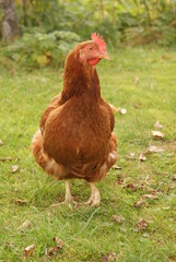 Brown hen standing on the green lawn
