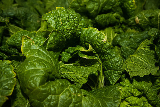 Fresh Green Chinese Cabbage As A Background