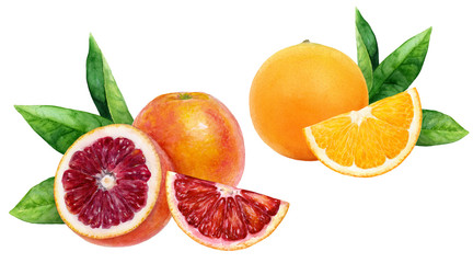 Orange blood orange set composition watercolor isolated on white background