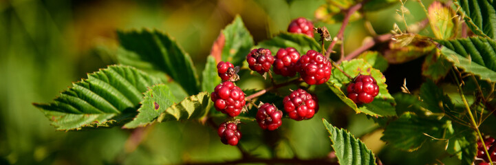 Blackberry fruit growing on branch blackberries in wild