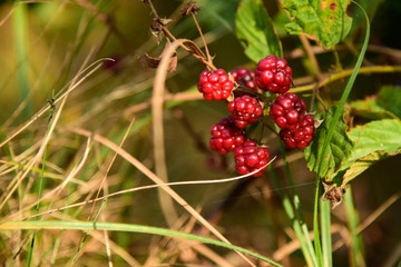 Blackberry fruit growing on branch blackberries in wild