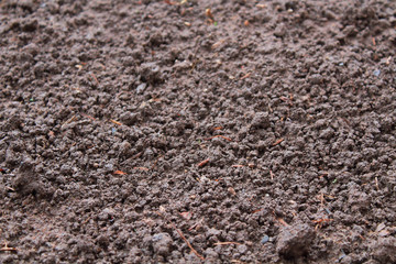 Black soil. Close-up. Background. Texture.