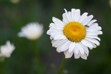 Obraz na płótnie Canvas Large white daisies close-up 3