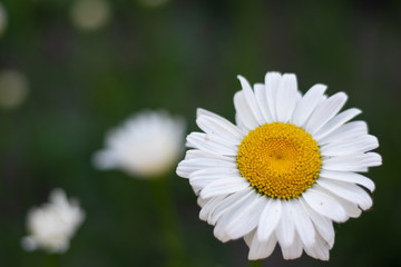 Obraz premium Large white daisies close-up 2