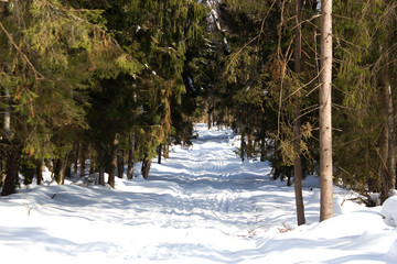 Ski trail in the forest in winter. An active sport concept for all ages.