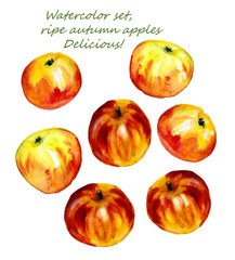 Watercolor set, ripe autumn apples isolated on white background.