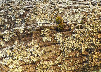 Bark of an old tree with moss and lichen close up
