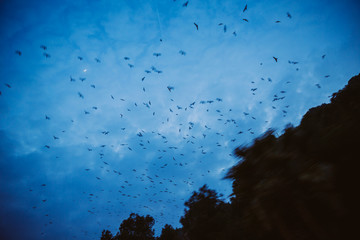 Vogelschwarm in der Dämmerung