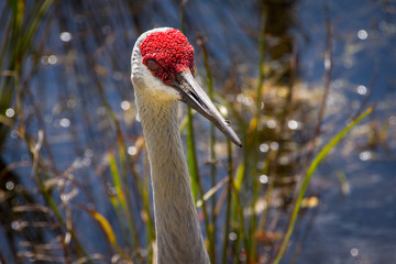 Sandhill crane