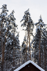 Landscape with snow-covered trees and the roof of the house