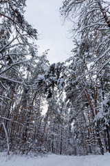 Winter forest with tall trees