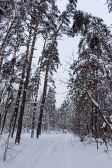 Landscape with snow-covered trees and road