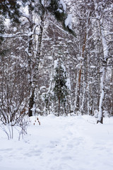Winter forest with tall trees