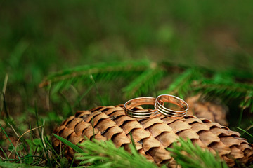 wedding rings on a pine cone. The concept of marriage, family relationships, wedding paraphernalia.