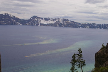 Tree Pollen Wifi Signal