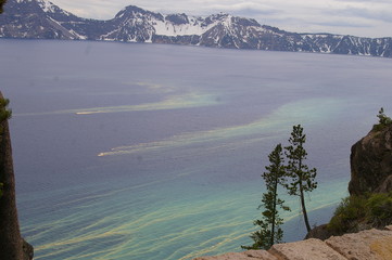 Tree Pollen Wifi Signal