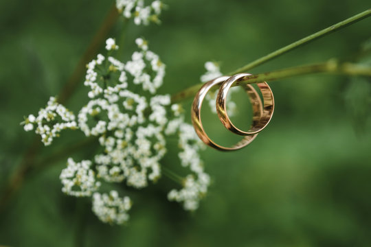 wedding rings on a branch .. The concept of marriage, family relationships, wedding paraphernalia.
