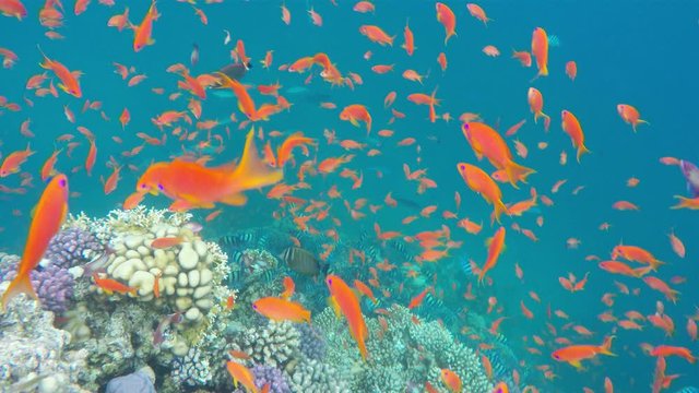 Captivating scene marine life close up. Coral reef Red sea, Egypt.